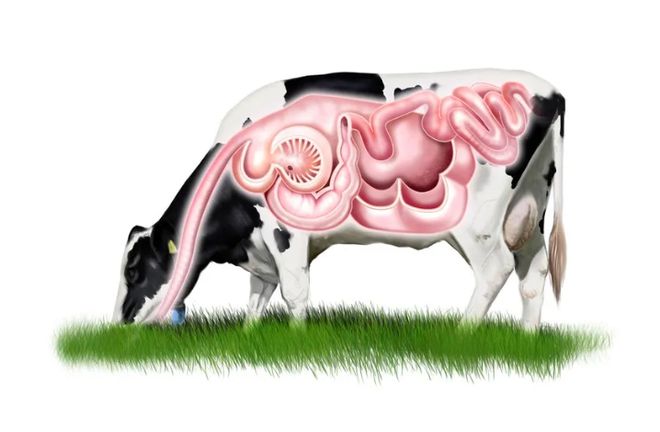 牛胃竟然能消化塑料？科学家：有一定概率还需研究(图2)