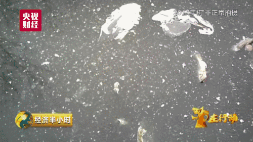 央视曝光！你用的塑料袋装鸡蛋的蛋托…可能都是洋垃圾做的！(图9)