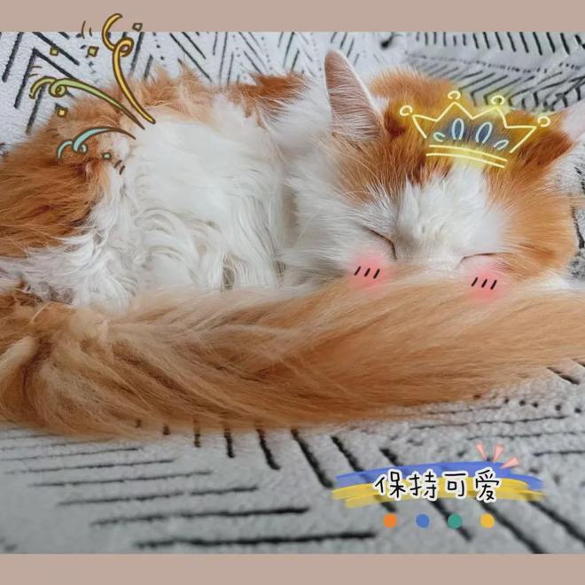 网友深夜被猫拦车下车一看…猫：青天大老爷可怜可怜我吧(图4)