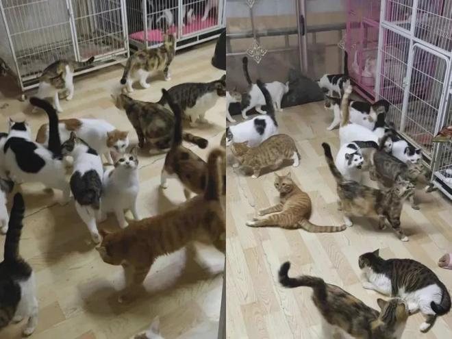网友深夜被猫拦车下车一看…猫：青天大老爷可怜可怜我吧(图6)