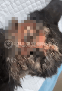 网友深夜被猫拦车下车一看…猫：青天大老爷可怜可怜我吧(图5)